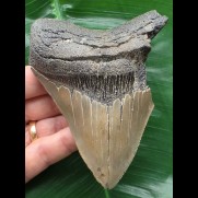 11,3 cm graublauer Zahn des Megalodon