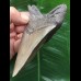 11,3 cm graublauer Zahn des Megalodon 11,3 cm graublauer Zahn des Megalodon