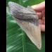 11,3 cm graublauer Zahn des Megalodon 11,3 cm graublauer Zahn des Megalodon