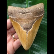 11,5 cm brauner Zahn des Megalodon