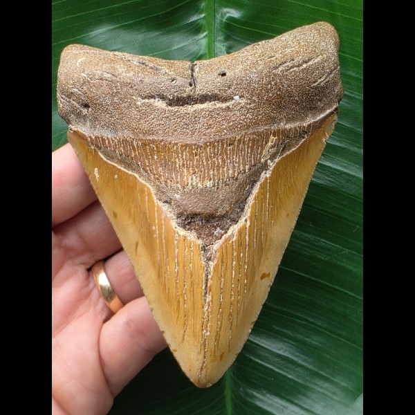 11,5 cm brauner Zahn des Megalodon