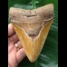 11,5 cm brauner Zahn des Megalodon
