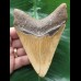 11,5 cm brauner Zahn des Megalodon