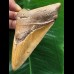 11,5 cm brauner Zahn des Megalodon