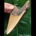 11,5 cm brauner Zahn des Megalodon
