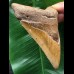 11,5 cm brauner Zahn des Megalodon