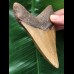 11,5 cm brauner Zahn des Megalodon