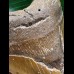 11,5 cm brauner Zahn des Megalodon
