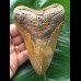 12,6 cm facettenreich gefärbter Zahn des Megalodon 12,6 cm facettenreich gefärbter Zahn des Megalodon