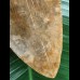 12,6 cm facettenreich gefärbter Zahn des Megalodon 12,6 cm facettenreich gefärbter Zahn des Megalodon