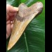 12,6 cm facettenreich gefärbter Zahn des Megalodon 12,6 cm facettenreich gefärbter Zahn des Megalodon