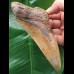 12,6 cm facettenreich gefärbter Zahn des Megalodon 12,6 cm facettenreich gefärbter Zahn des Megalodon