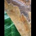 12,6 cm facettenreich gefärbter Zahn des Megalodon 12,6 cm facettenreich gefärbter Zahn des Megalodon