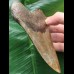 12,6 cm facettenreich gefärbter Zahn des Megalodon 12,6 cm facettenreich gefärbter Zahn des Megalodon