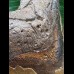 12,6 cm facettenreich gefärbter Zahn des Megalodon 12,6 cm facettenreich gefärbter Zahn des Megalodon