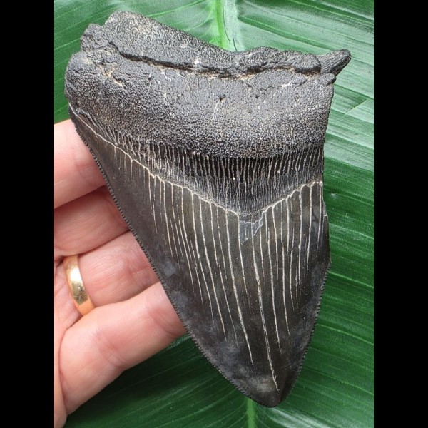 10,6 cm schwarzer Zahn des Megalodon 10,6 cm schwarzer Zahn des Megalodon