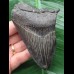 10,6 cm schwarzer Zahn des Megalodon 10,6 cm schwarzer Zahn des Megalodon