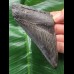 10,6 cm schwarzer Zahn des Megalodon 10,6 cm schwarzer Zahn des Megalodon