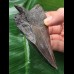 10,6 cm schwarzer Zahn des Megalodon 10,6 cm schwarzer Zahn des Megalodon