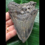 11,3 cm blauer Zahn des Megalodon mit fühlbarer Zahnung