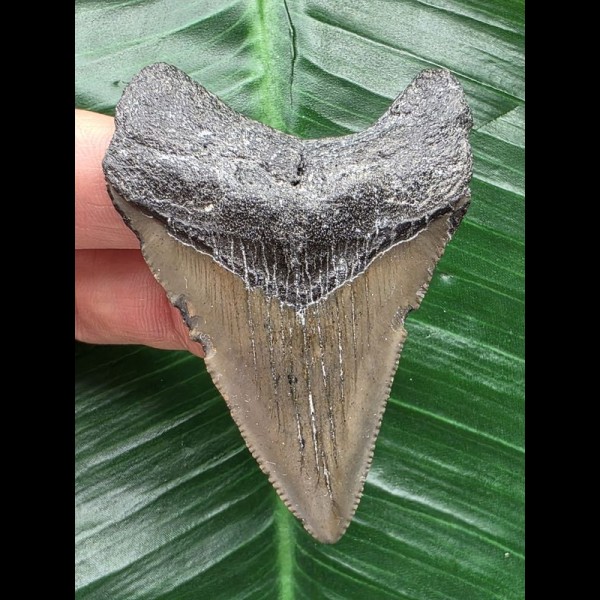 6,4 cm grauer Zahn des Megalodon