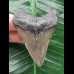 6,4 cm grauer Zahn des Megalodon