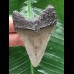 6,4 cm grauer Zahn des Megalodon
