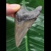 6,4 cm grauer Zahn des Megalodon