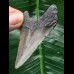 6,4 cm grauer Zahn des Megalodon