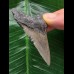 6,4 cm grauer Zahn des Megalodon