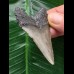 6,4 cm grauer Zahn des Megalodon