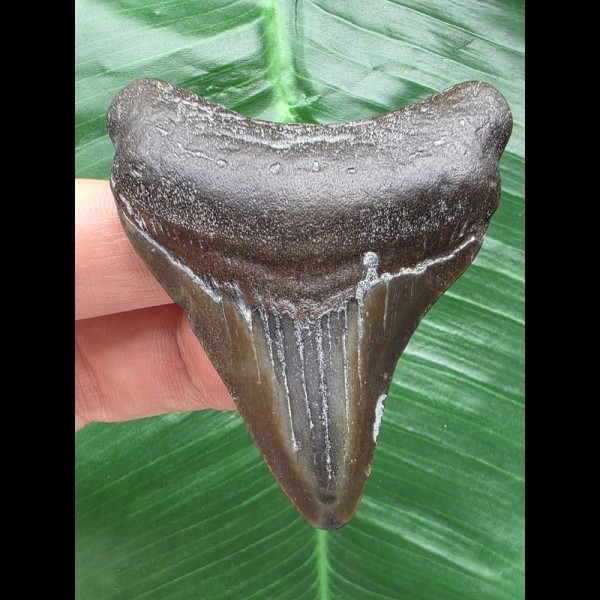 6,2 cm dunkler Zahn des Megalodon