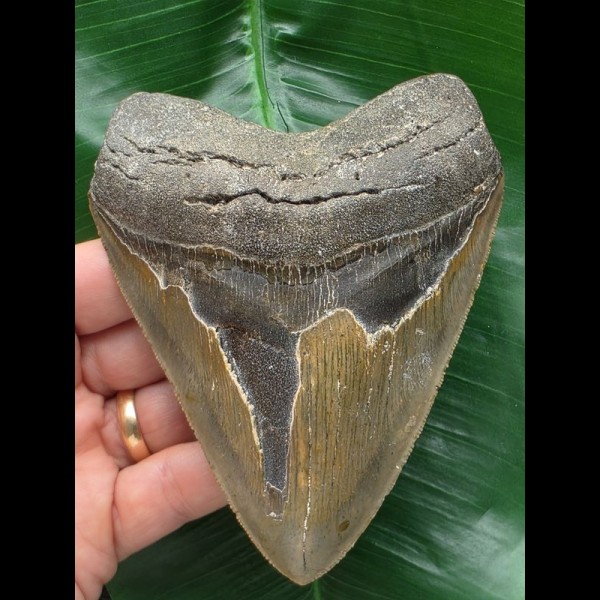 11,6 cm anteriorer Zahn des Megalodon 11,6 cm anteriorer Zahn des Megalodon