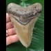 10,6 cm brauner Zahn des Megalodon 10,6 cm brauner Zahn des Megalodon