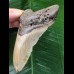10,6 cm brauner Zahn des Megalodon 10,6 cm brauner Zahn des Megalodon