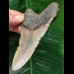 10,6 cm brauner Zahn des Megalodon 10,6 cm brauner Zahn des Megalodon