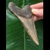 10,6 cm brauner Zahn des Megalodon 10,6 cm brauner Zahn des Megalodon