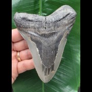 12,7 cm scharfer Zahn des Megalodon 