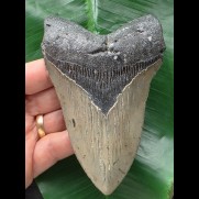 11,9 cm massiver Zahn des Megalodon