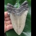 11,9 cm massiver Zahn des Megalodon 11,9 cm massiver Zahn des Megalodon