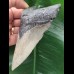 11,9 cm massiver Zahn des Megalodon 11,9 cm massiver Zahn des Megalodon
