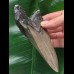 11,9 cm massiver Zahn des Megalodon 11,9 cm massiver Zahn des Megalodon