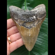 11,4 cm schön gefärbter Zahn des Megalodon