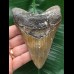 11,4 cm schön gefärbter Zahn des Megalodon