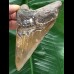 11,4 cm schön gefärbter Zahn des Megalodon