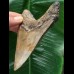 11,4 cm schön gefärbter Zahn des Megalodon