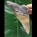 11,4 cm schön gefärbter Zahn des Megalodon