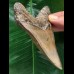 11,4 cm schön gefärbter Zahn des Megalodon