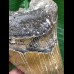 11,4 cm schön gefärbter Zahn des Megalodon