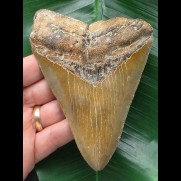 12,2 cm Zahn des Megalodon mit rötlicher Färbung